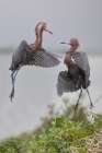 USA, Texas, Aransas County. Aransas Bay, reddish egret in nest territory dispute Art Print